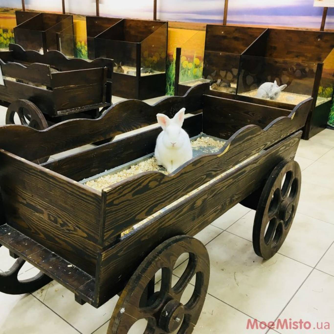 Виставка Вухастих і Пухнастих