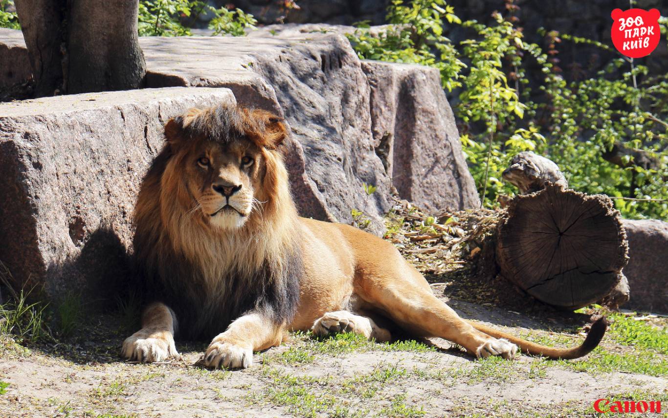 Київський зоопарк (КВИТКИ)