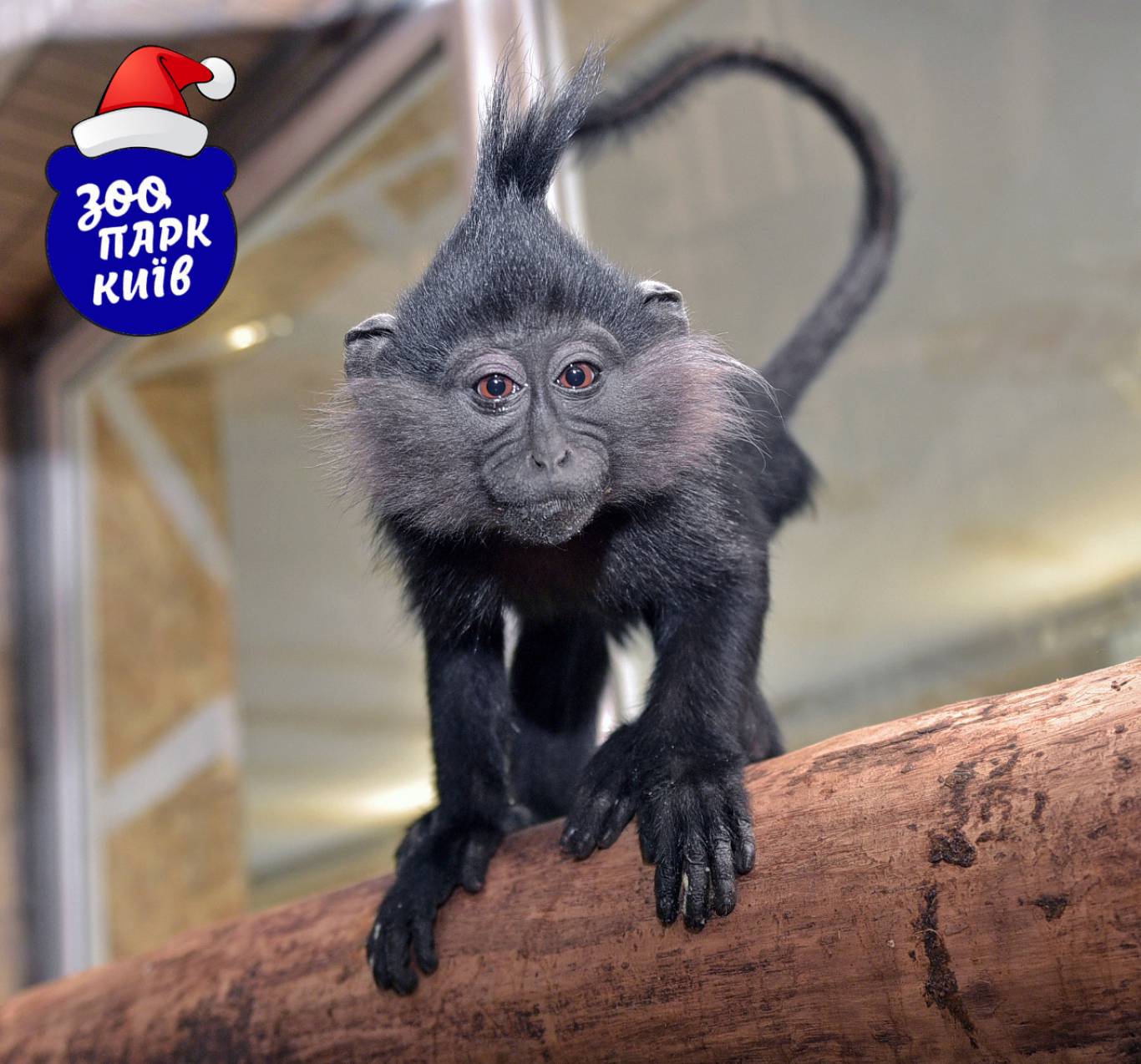 Київський зоопарк (КВИТКИ)