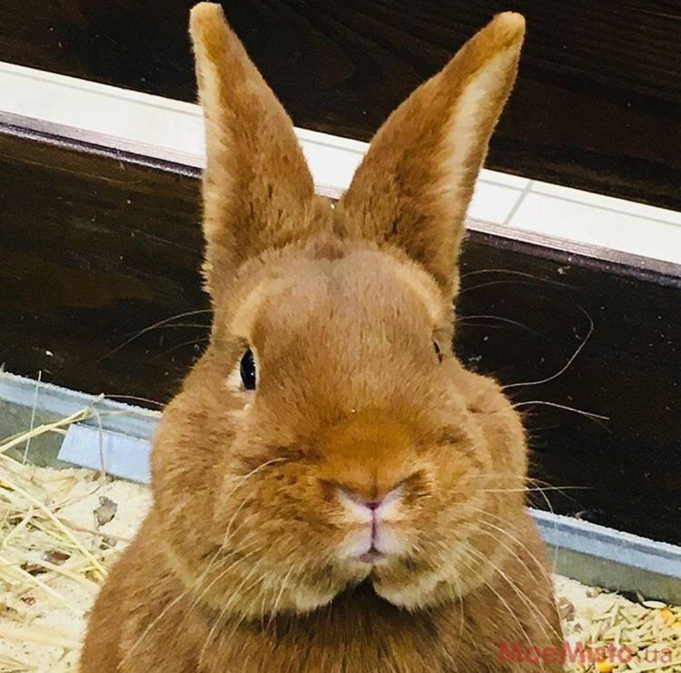 Виставка Вухастих і Пухнастих