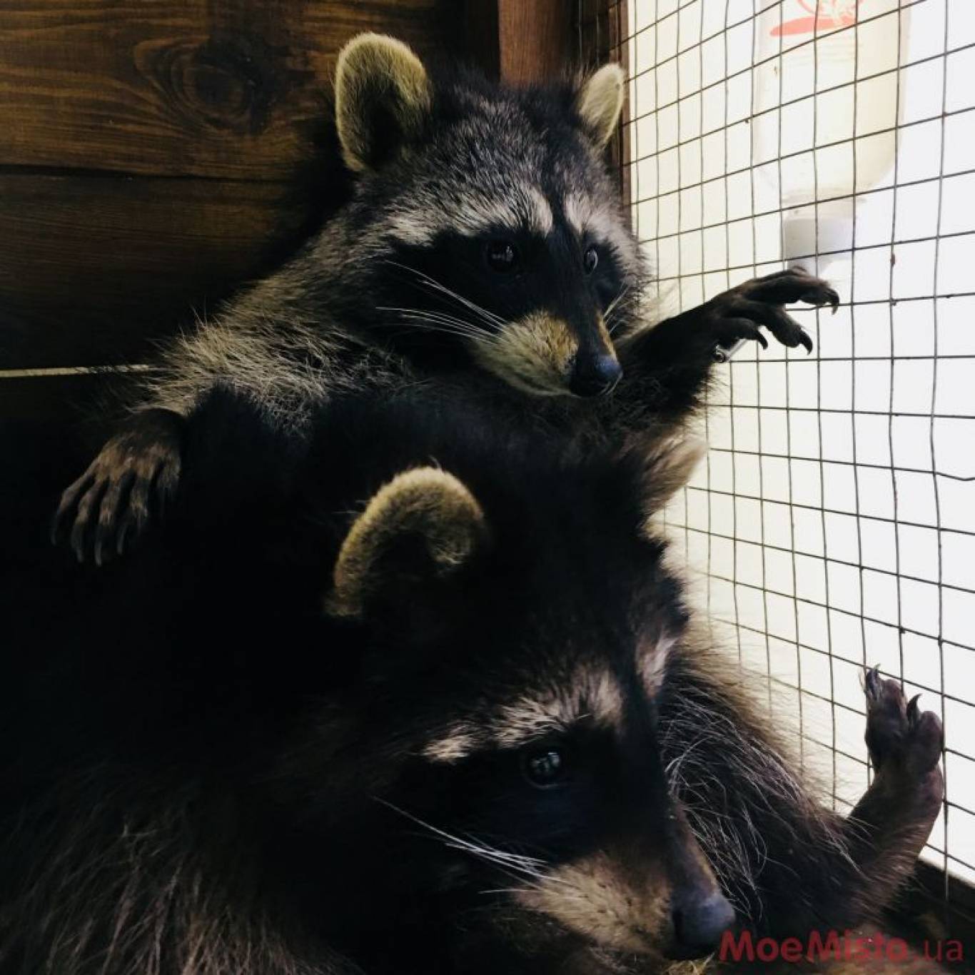 Виставка Вухастих і Пухнастих