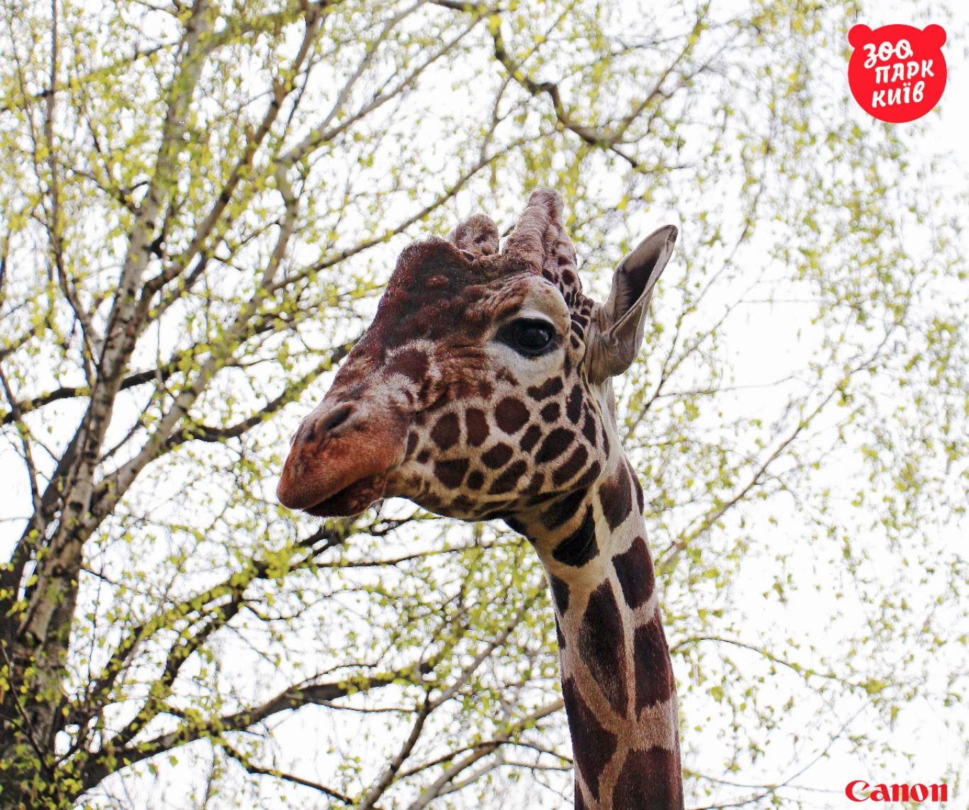 Київський зоопарк (КВИТКИ)
