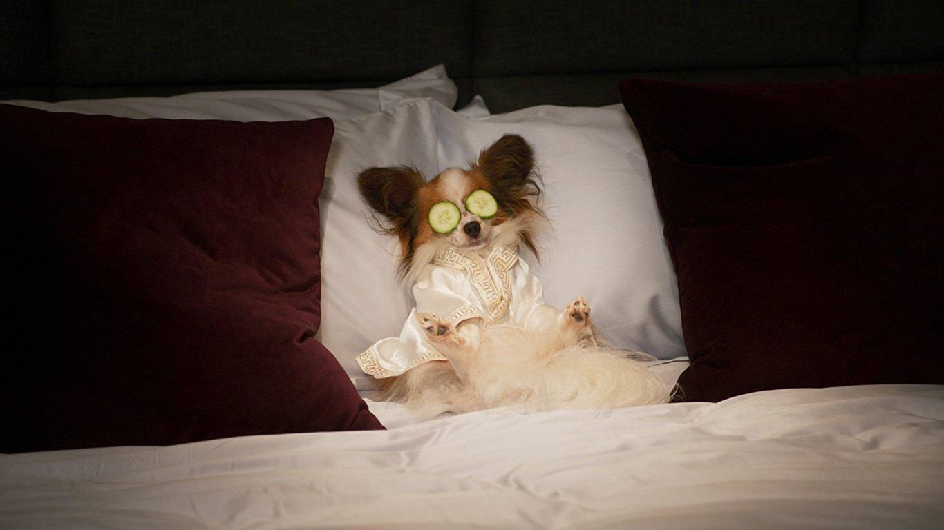 Сімейний фільм Поліцейський пес