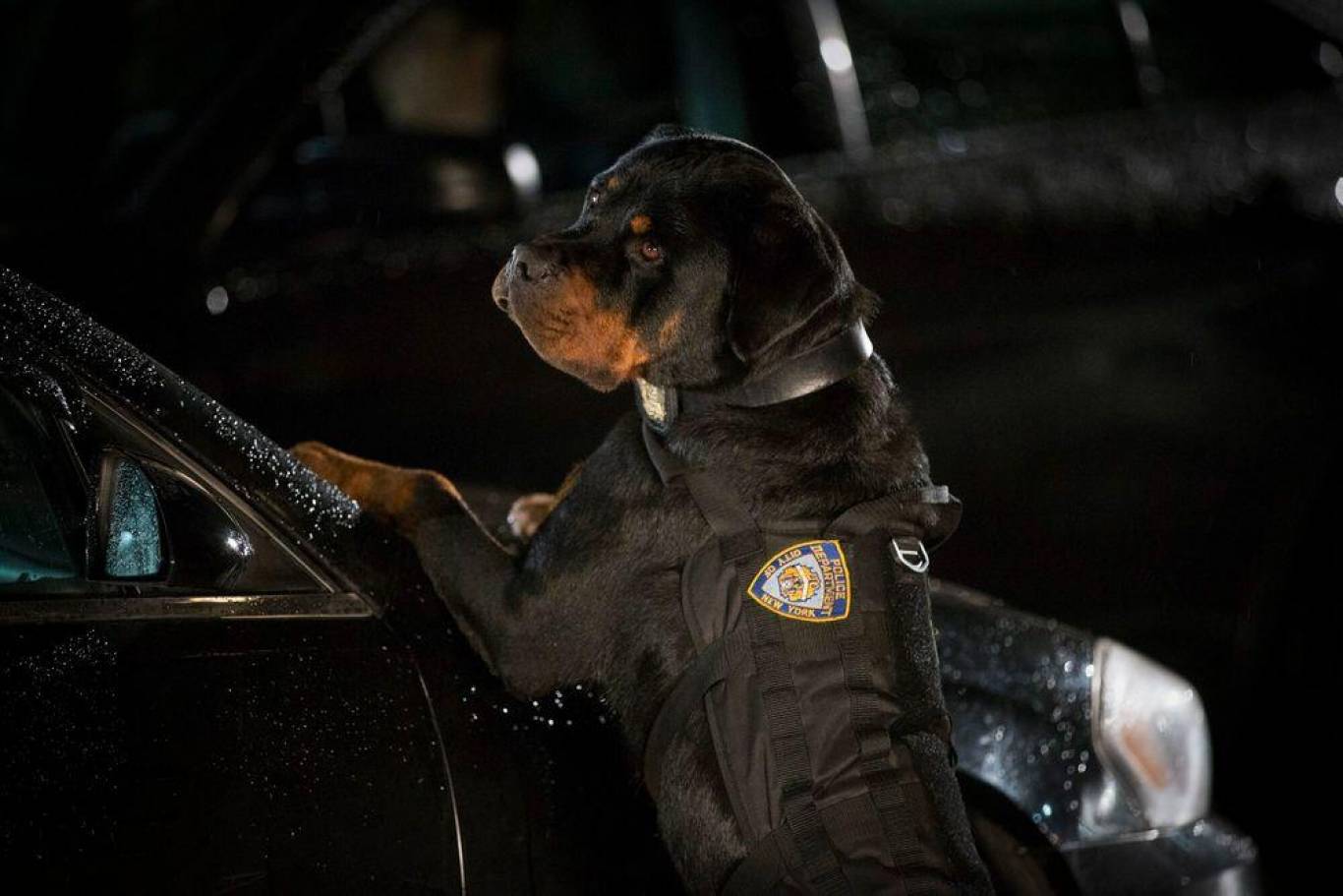 Сімейний фільм Поліцейський пес