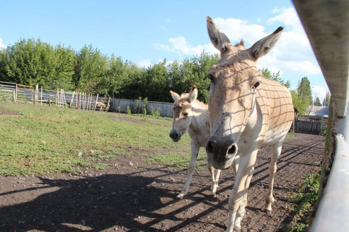 Івана Купала у Вінницькому зоопарку