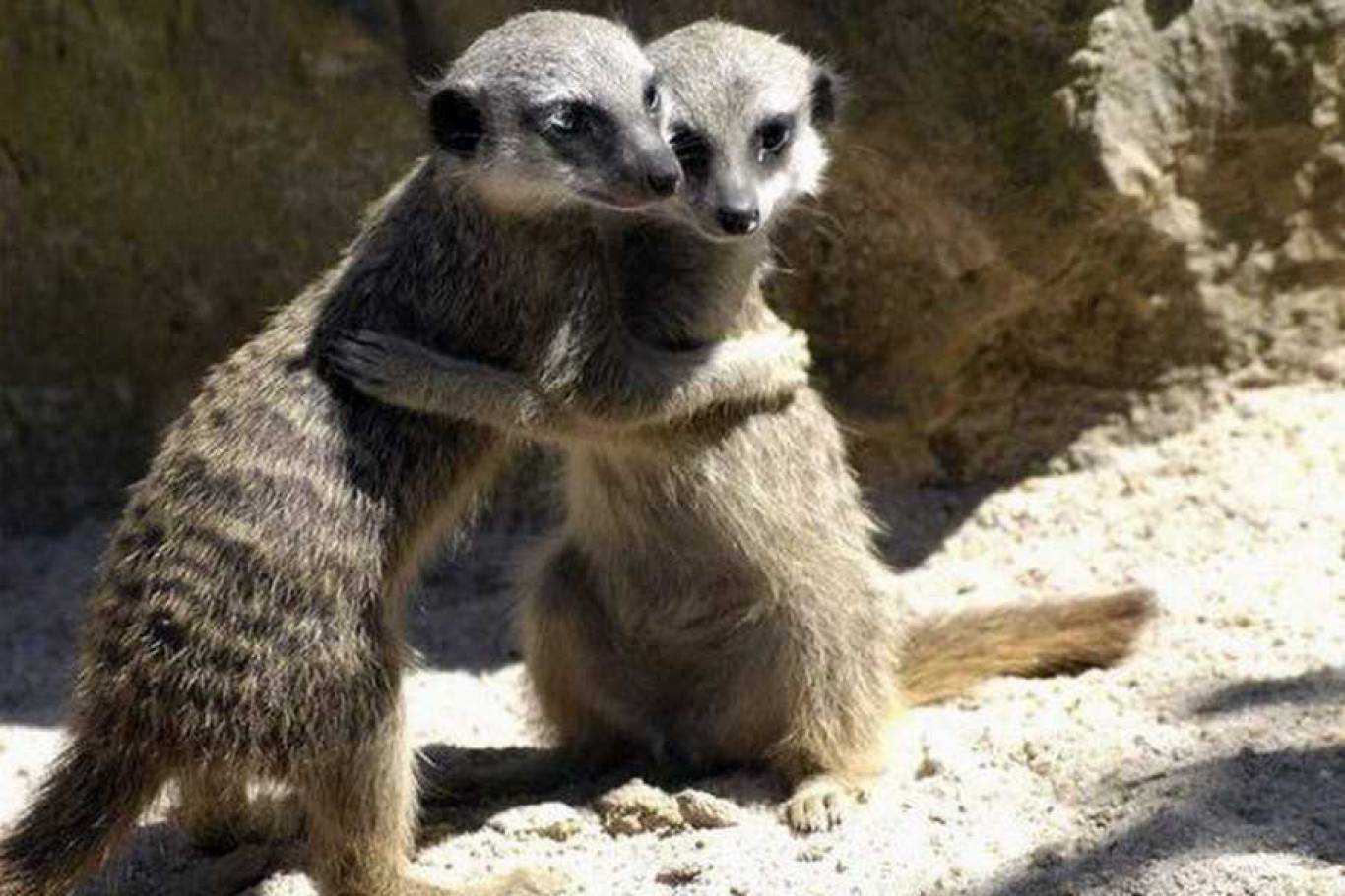 Івана Купала у Вінницькому зоопарку