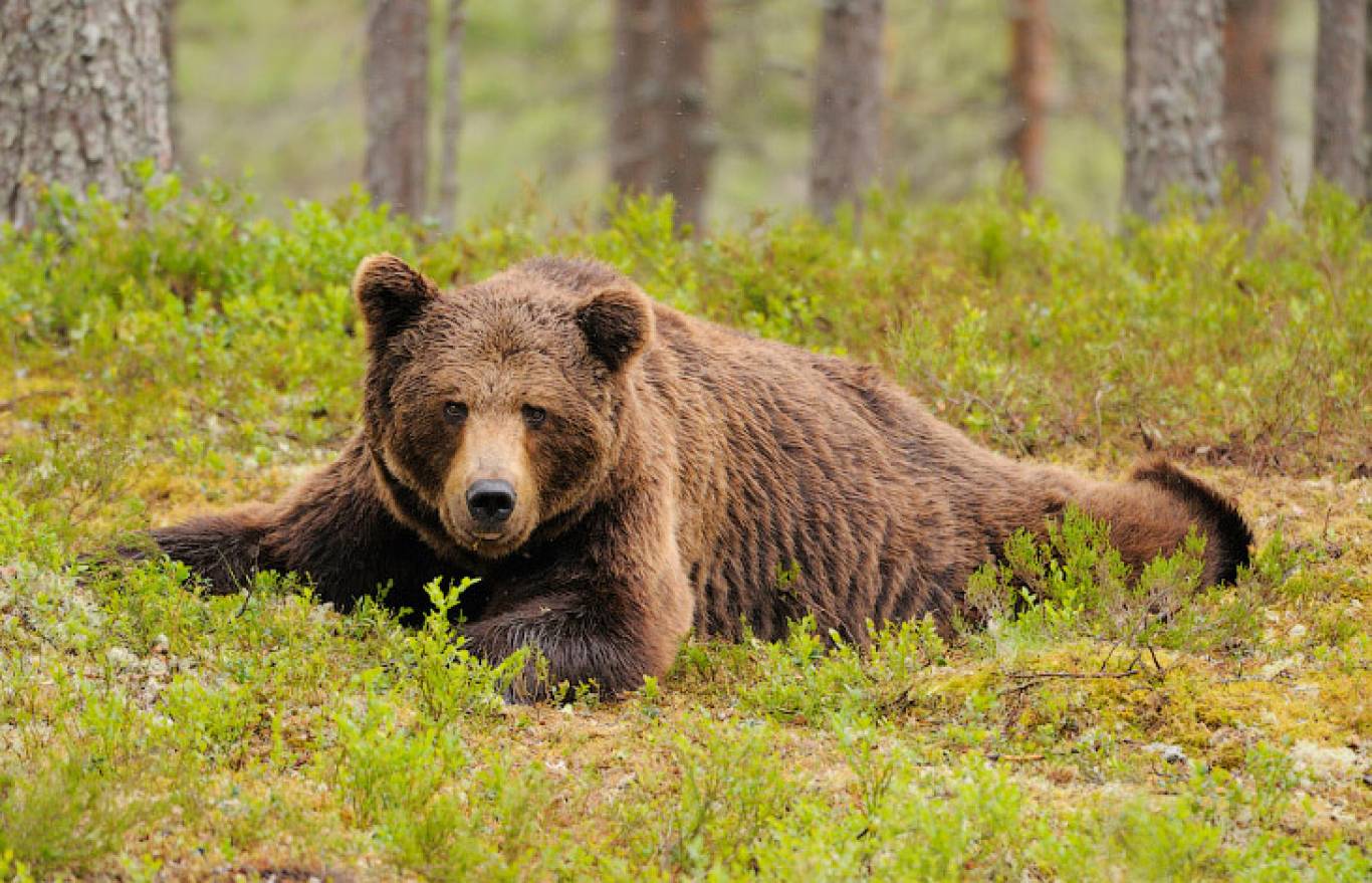 Бурый медведь порядок. Тянь-шаньский бурый медведь. Сибирский бурый медведь. Европейский бурый медведь. Бурый медведь (Ursus arctos).