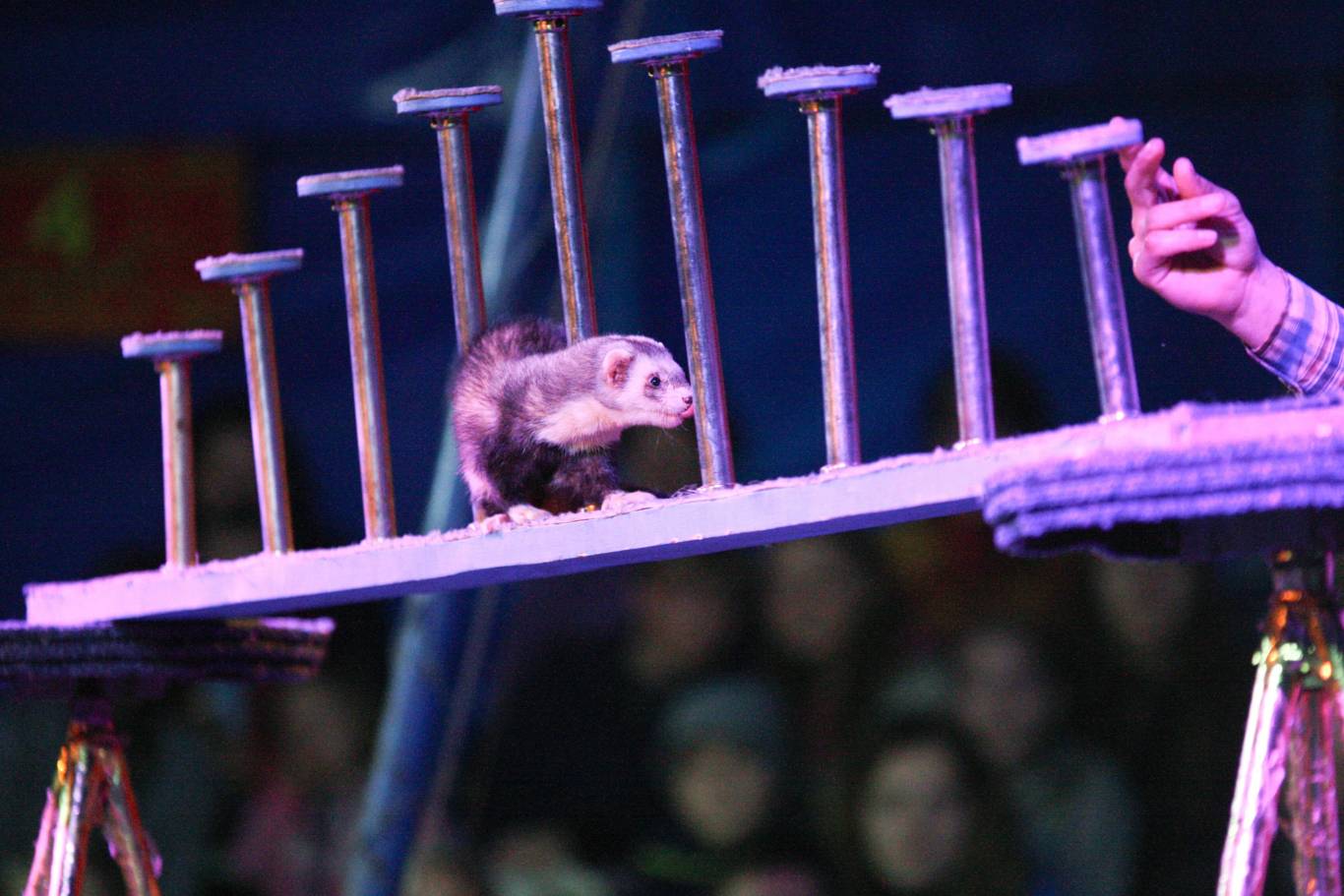 Цирк Рів'єра Fantastics Dreams у Хмельницькому