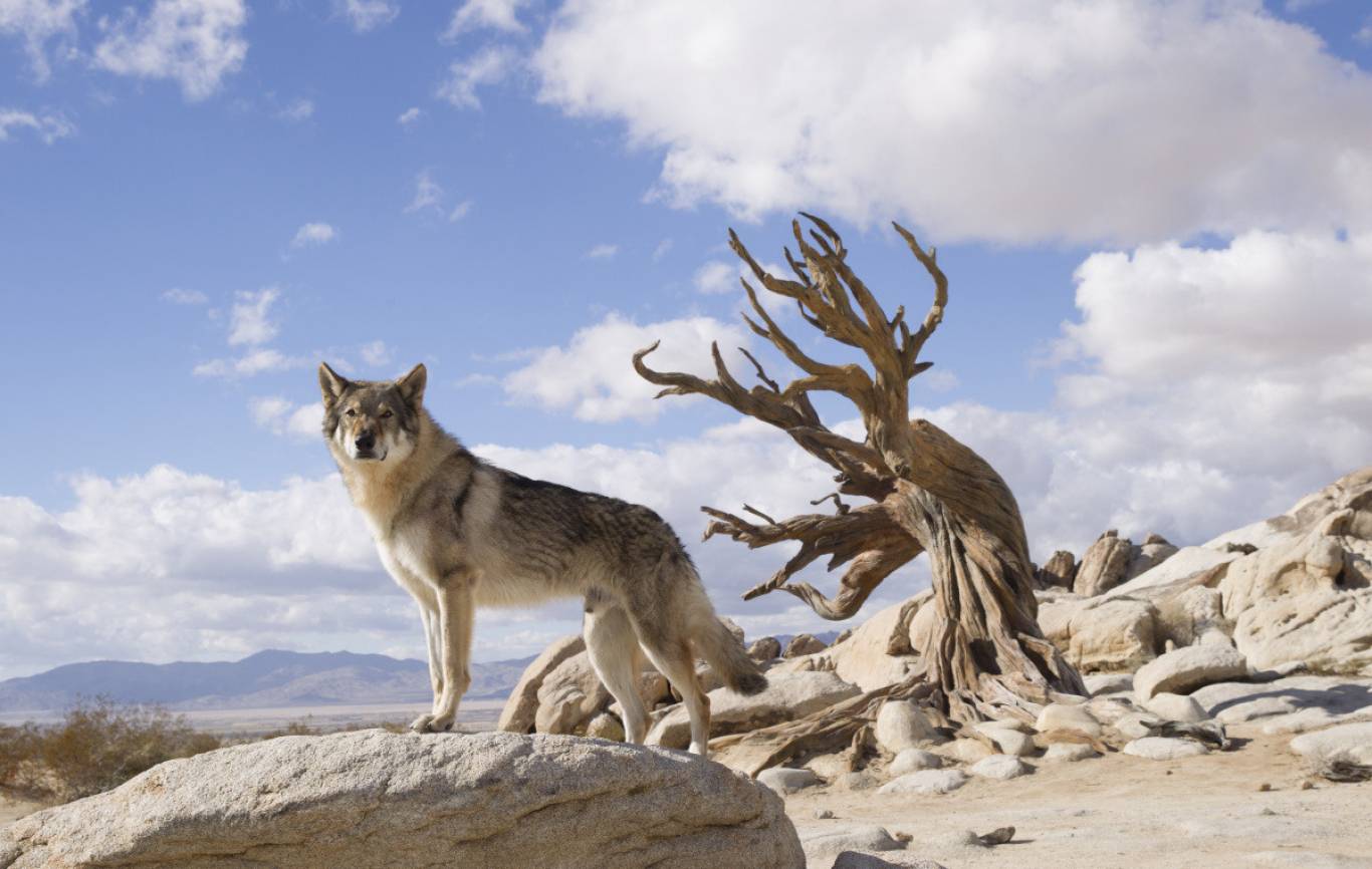 Пригодницька драма Альфа