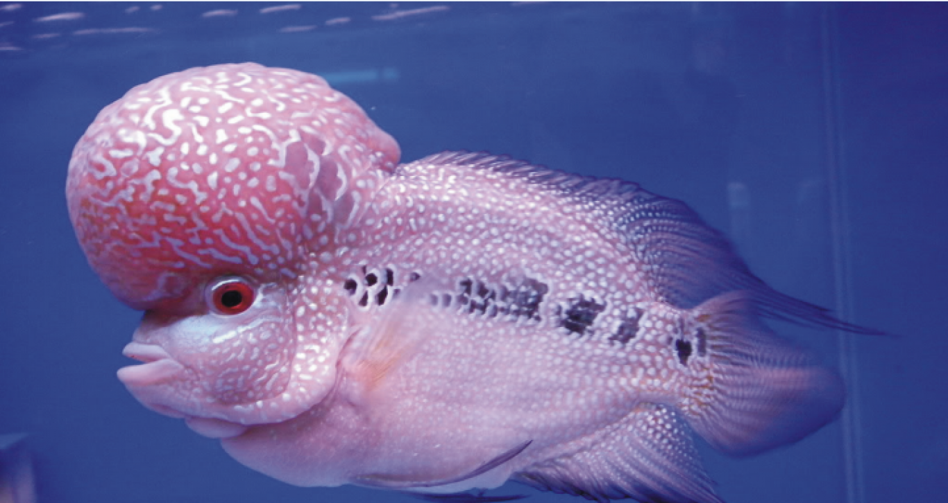 Київська виставка риб у Кропивницькому