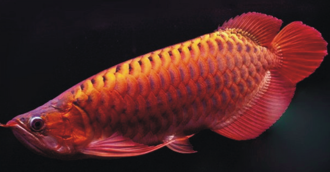 Київська виставка риб у Кропивницькому