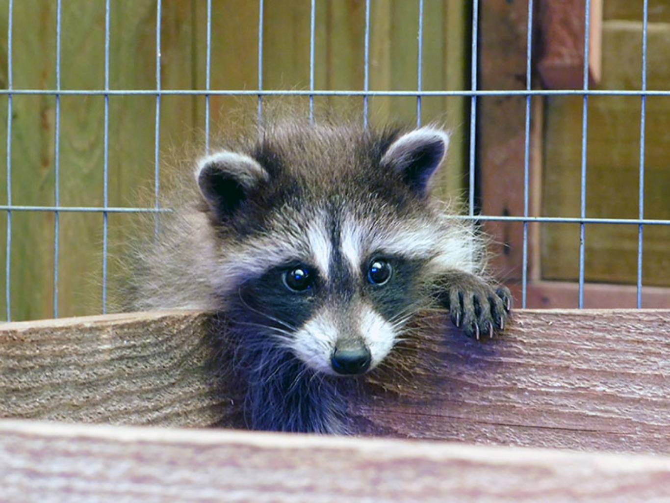 Енот полоскун щенок. Енот полоскун ручной. Енот живой. Еноты маленькие живые