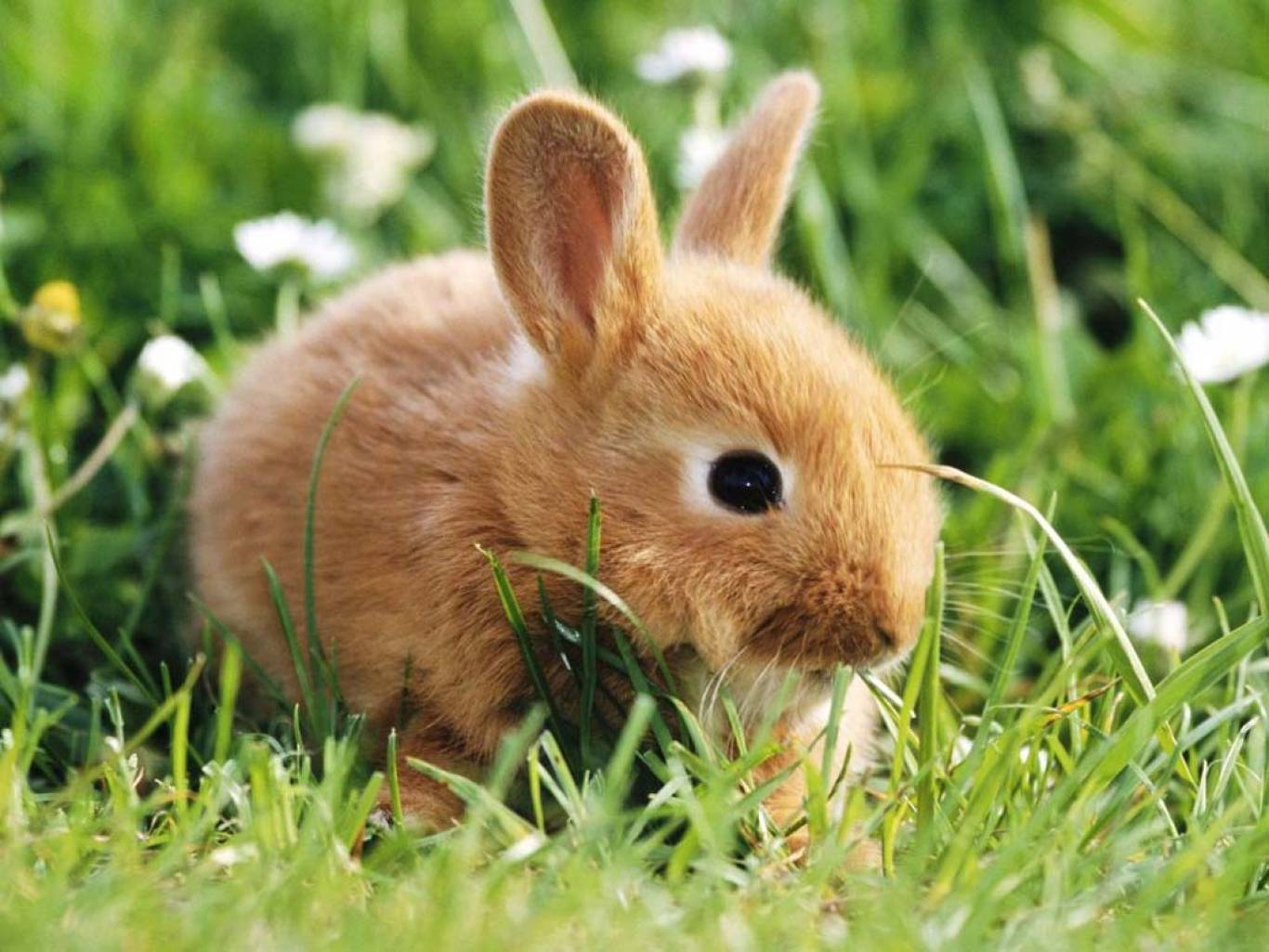 Виставка пухнастиків та африканських  равликів у Тернополі