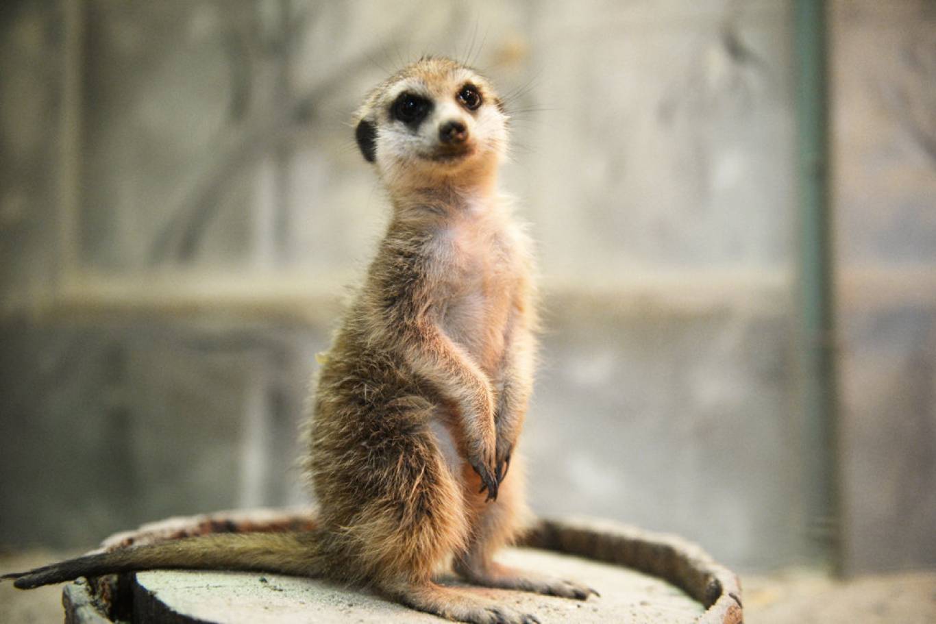 Виставка пухнастиків та африканських  равликів у Тернополі