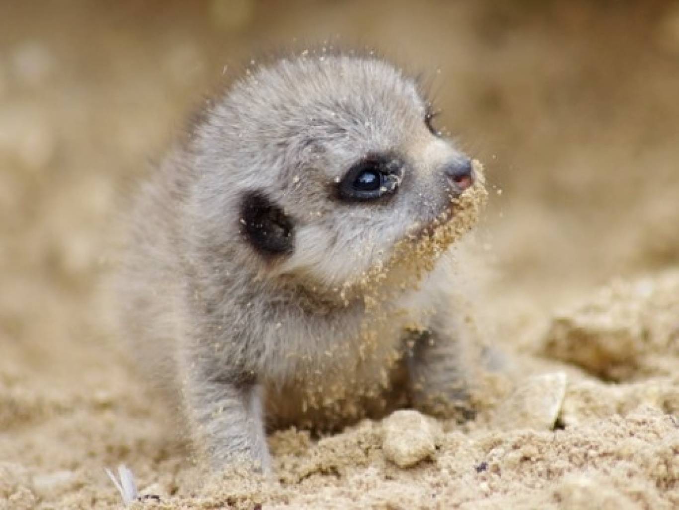 Виставка пухнастиків та африканських  равликів у Тернополі