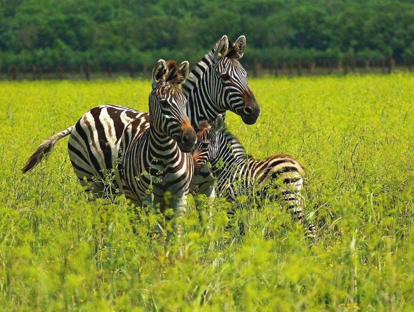Тур «Аскания-Нова»
