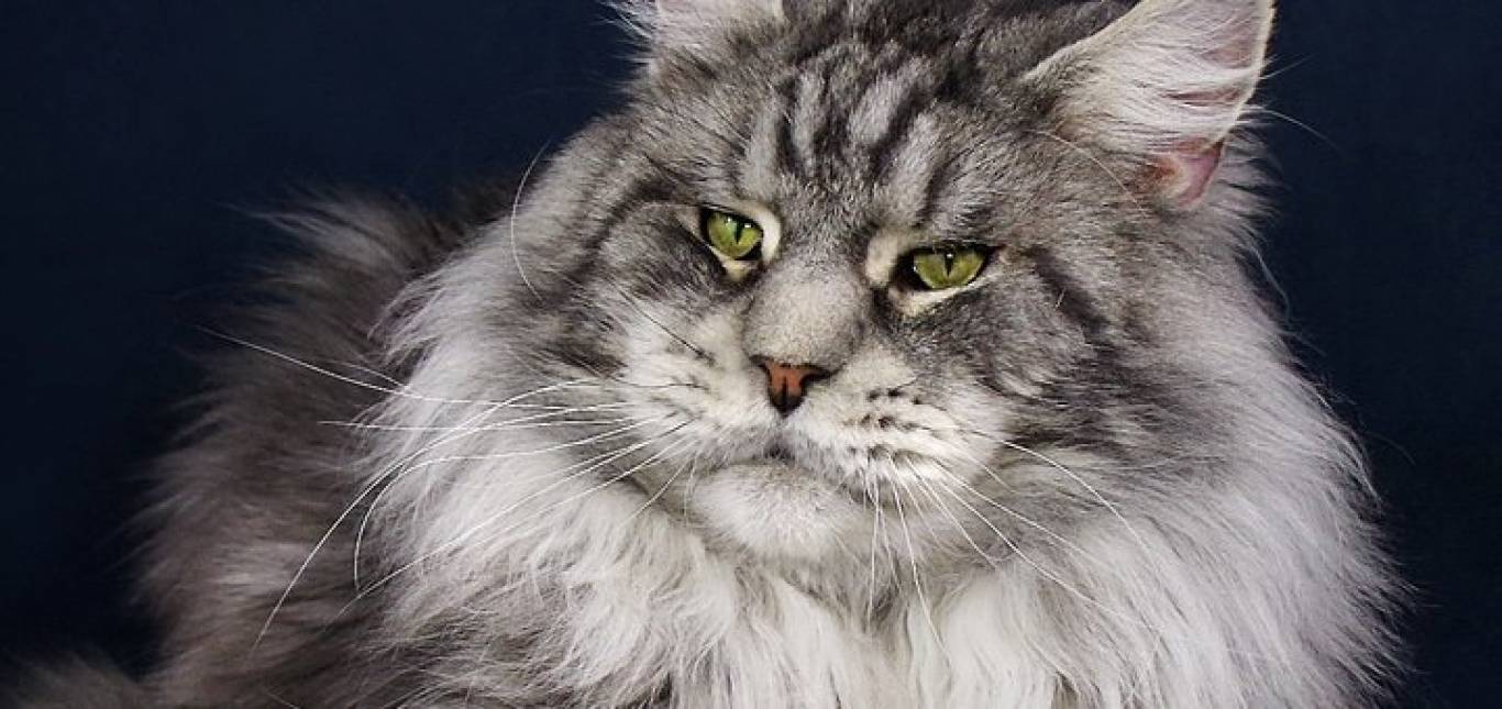 Международная выставка кошек и котов Royal Canin Cup 2019