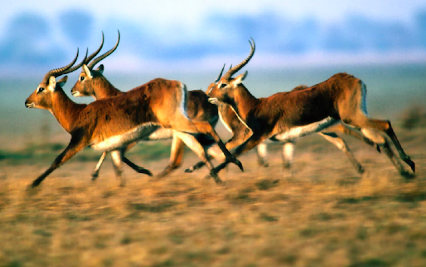 Тур «Аскания-Нова»