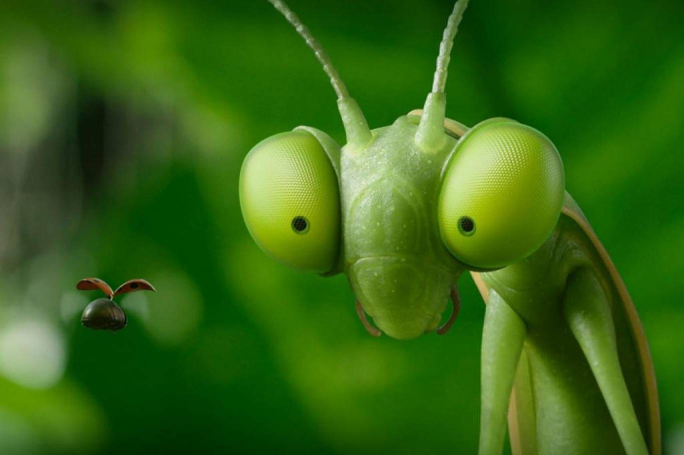 Пригодницький мультфільм Комашки 2. Карибські пригоди!