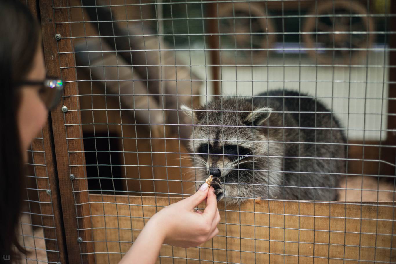 Виставка пухнастиків та африканських равликів. Розіграш квитків