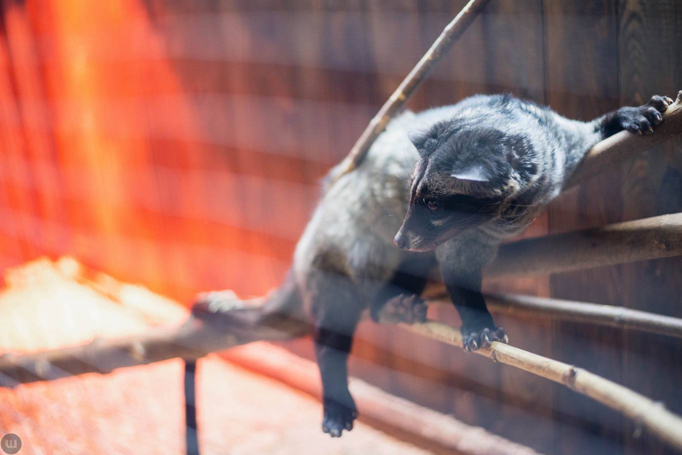 Виставка пухнастиків та африканських равликів. Розіграш квитків