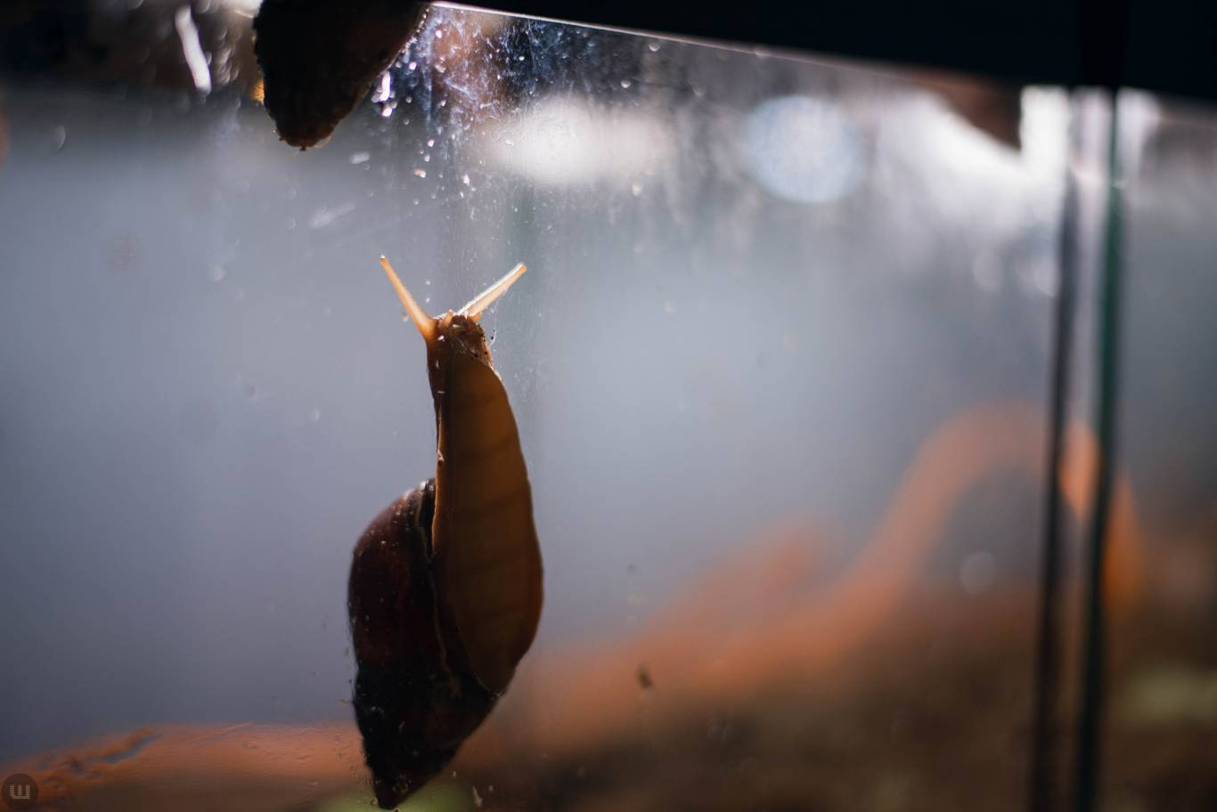 Виставка пухнастиків та африканських равликів. Розіграш квитків