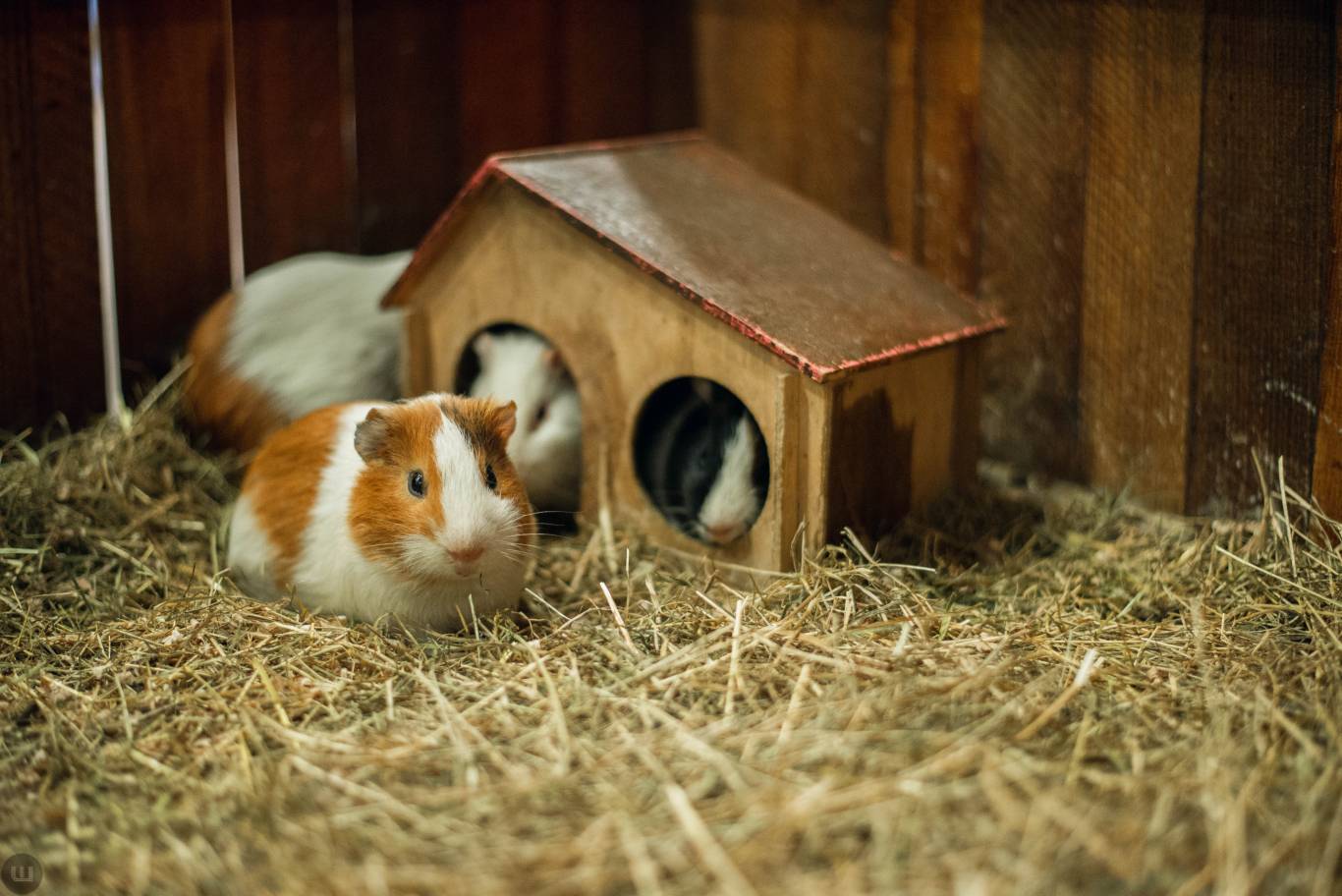 Виставка пухнастиків та африканських равликів. Розіграш квитків