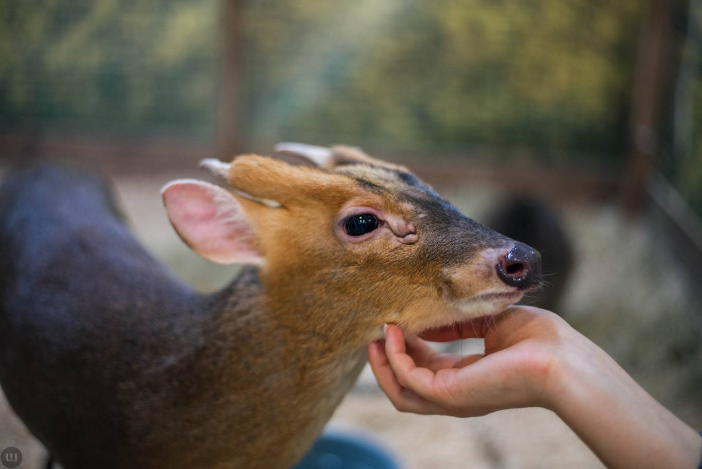 Виставка пухнастиків та африканських равликів. Розіграш квитків