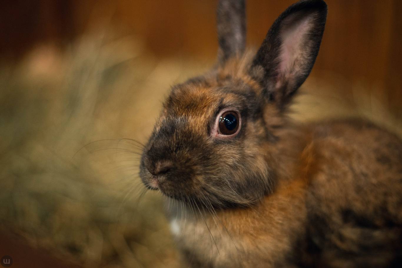 Виставка пухнастиків та африканських равликів. Розіграш квитків