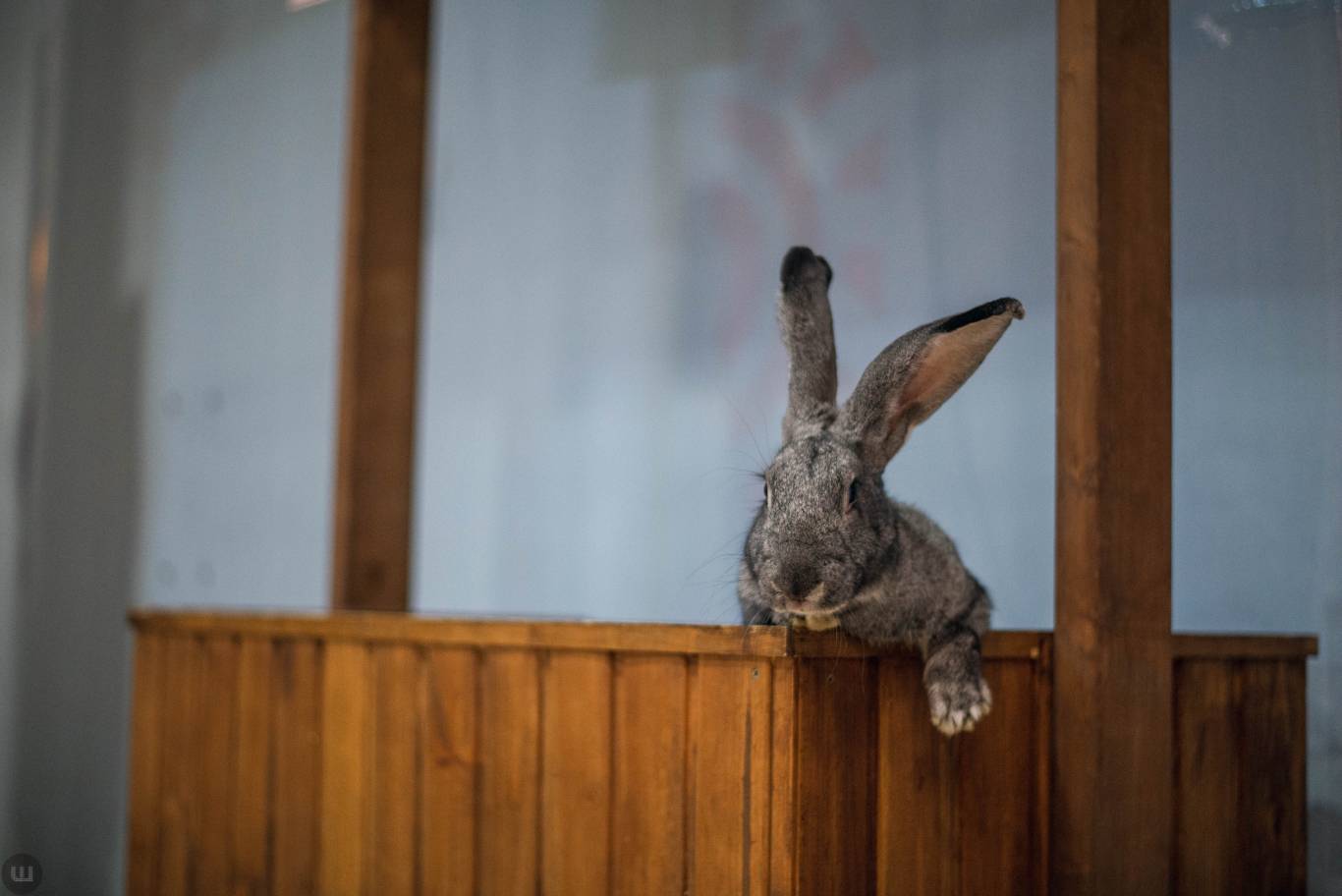 Виставка пухнастиків та африканських равликів. Розіграш квитків