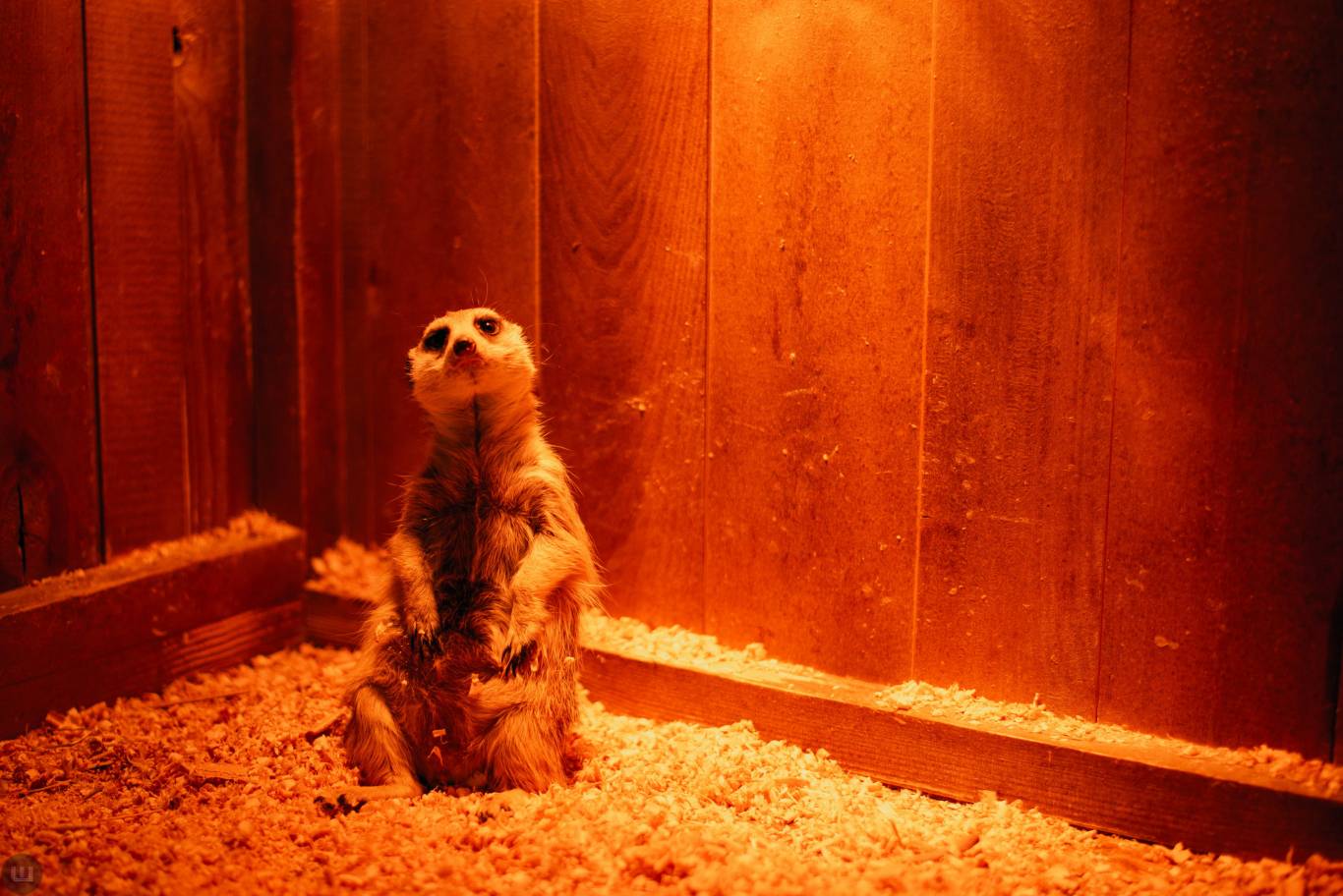 Виставка пухнастиків та африканських равликів. Розіграш квитків