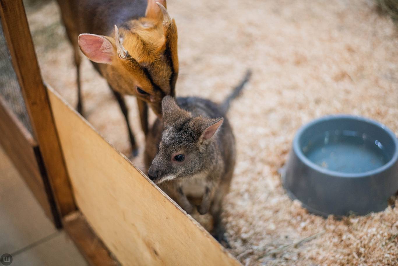 Виставка пухнастиків та африканських равликів. Розіграш квитків