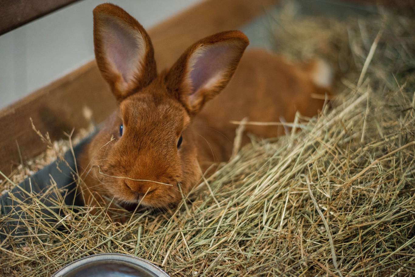 Виставка пухнастиків та африканських равликів. Розіграш квитків