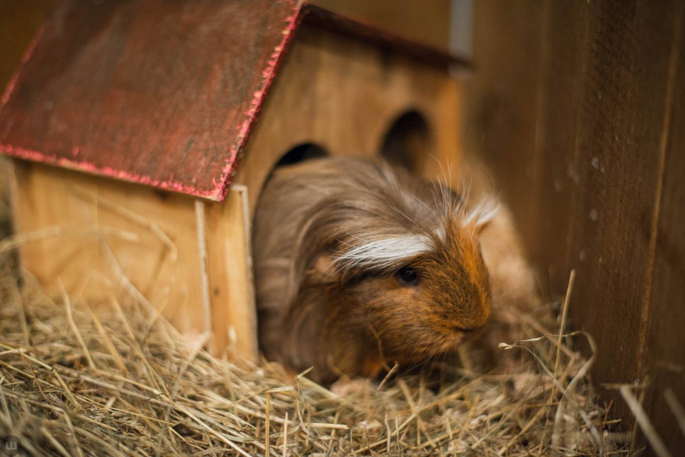 Виставка пухнастиків та африканських равликів. Розіграш квитків