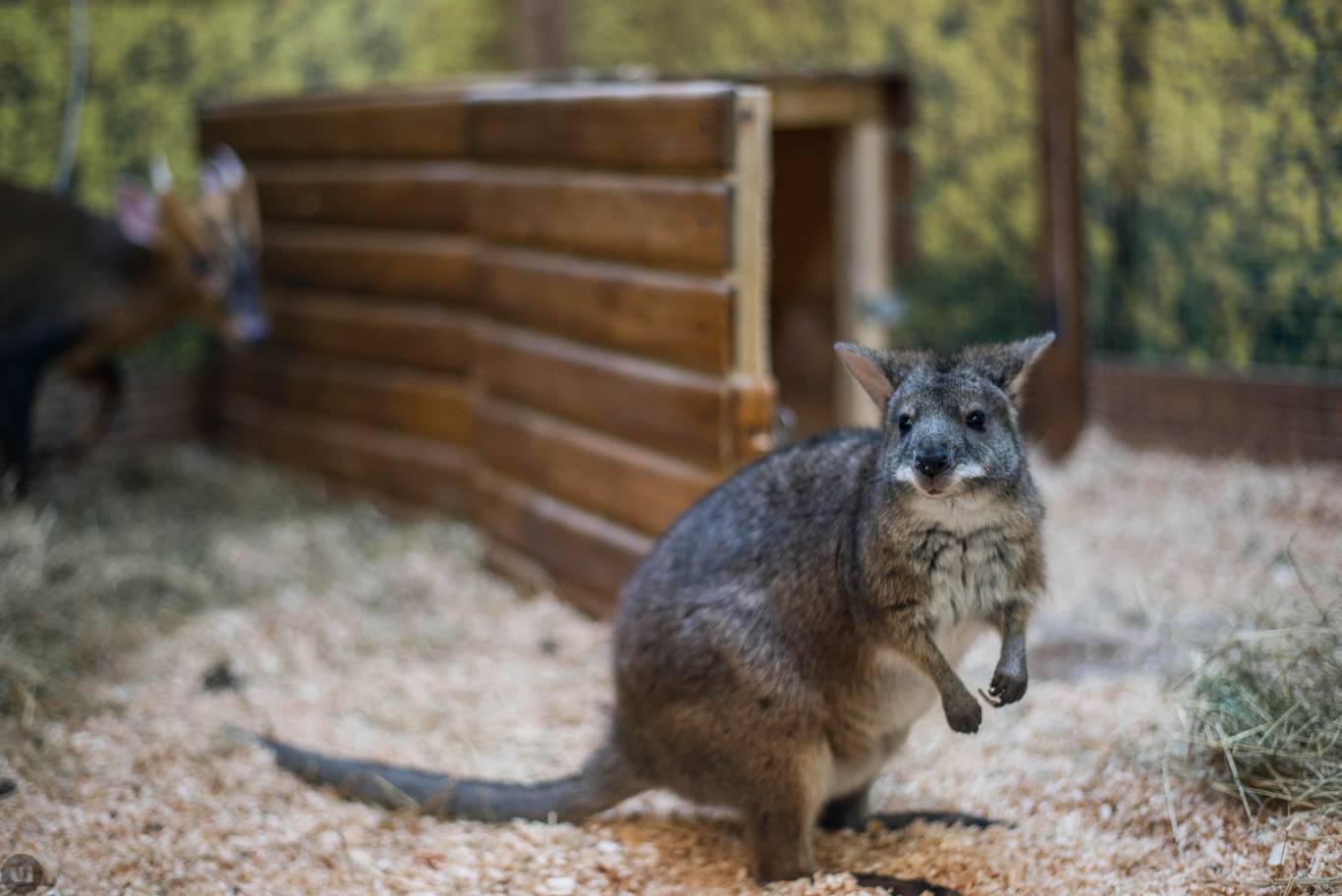 Виставка пухнастиків та африканських равликів. Розіграш квитків
