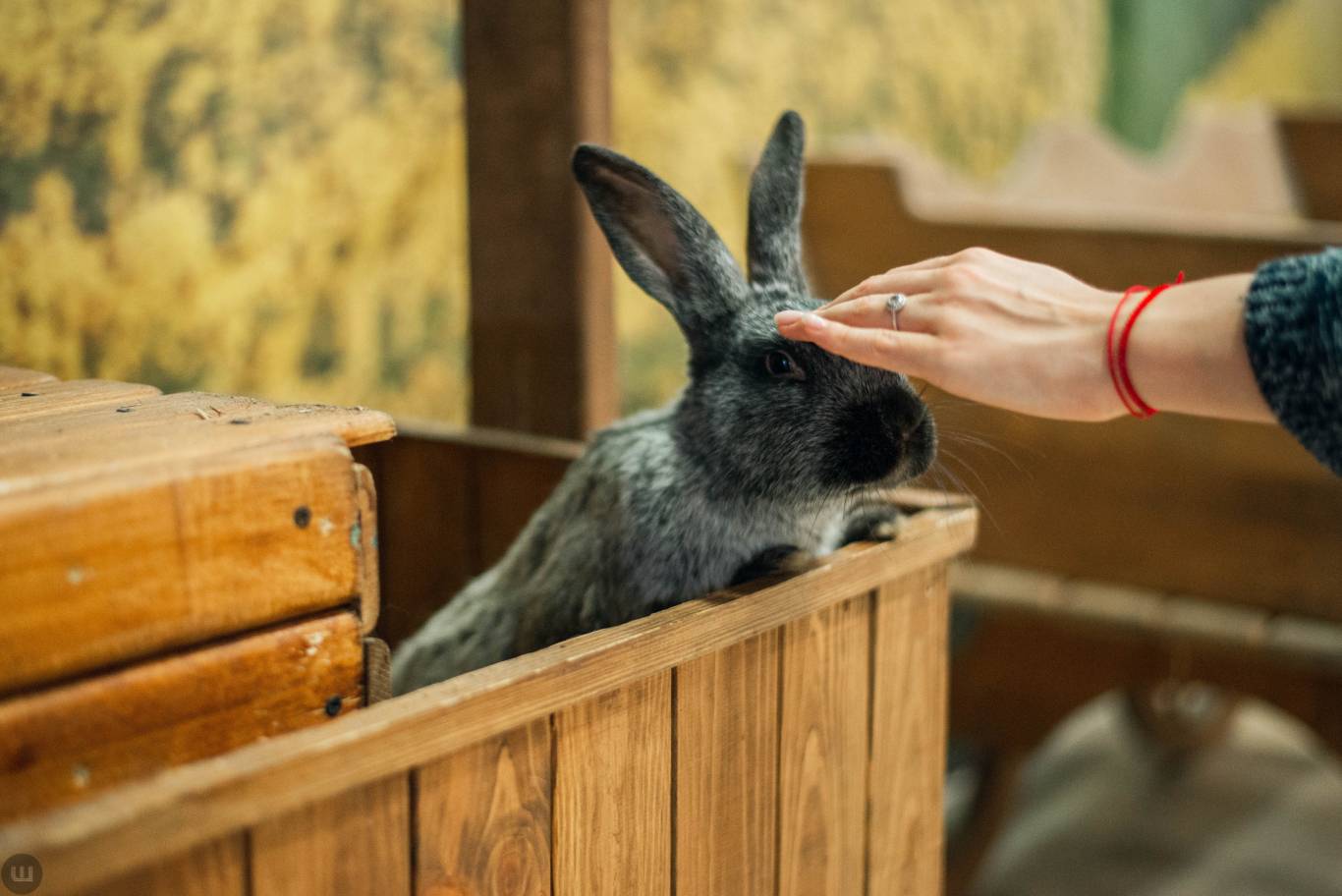 Виставка пухнастиків та африканських равликів. Розіграш квитків
