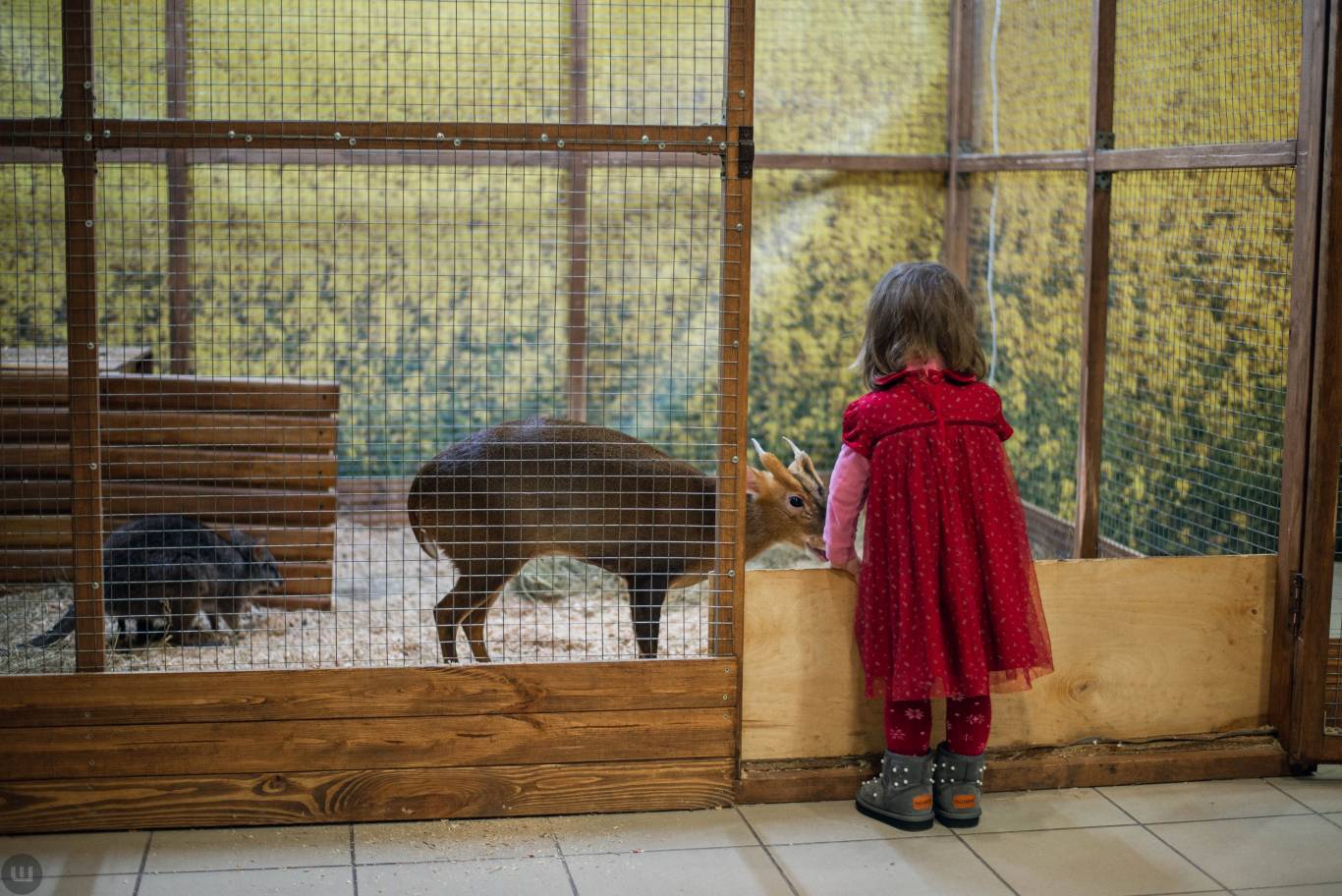 Виставка пухнастиків та африканських равликів. Розіграш квитків