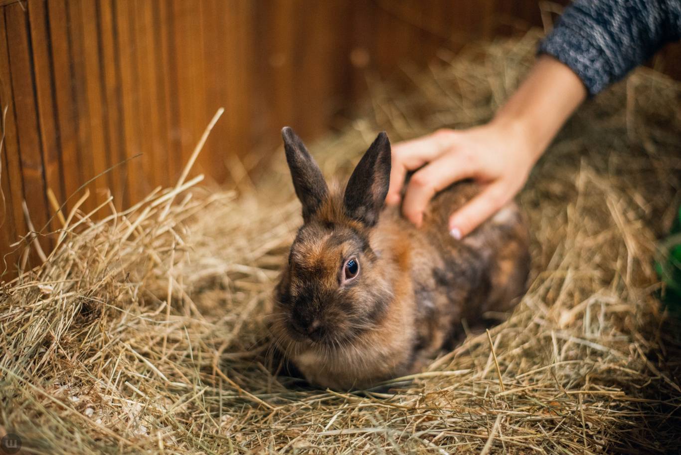 Виставка пухнастиків та африканських равликів. Розіграш квитків