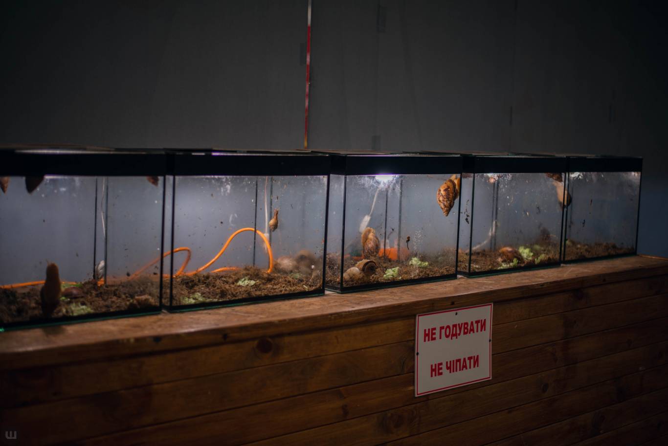 Виставка пухнастиків та африканських равликів. Розіграш квитків