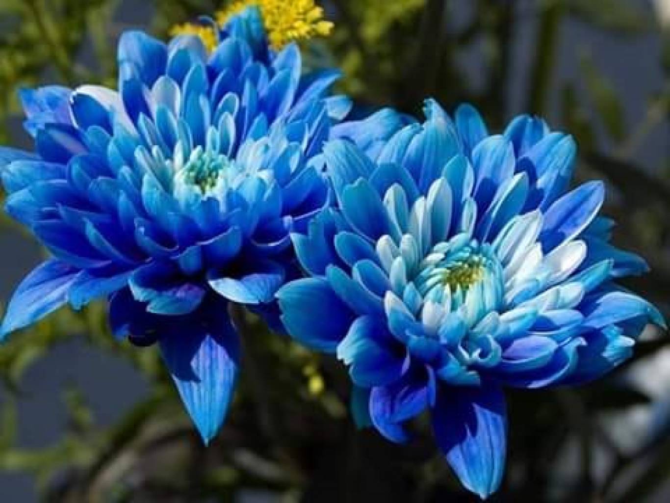 Майстер-клас «Кольорова хімія»