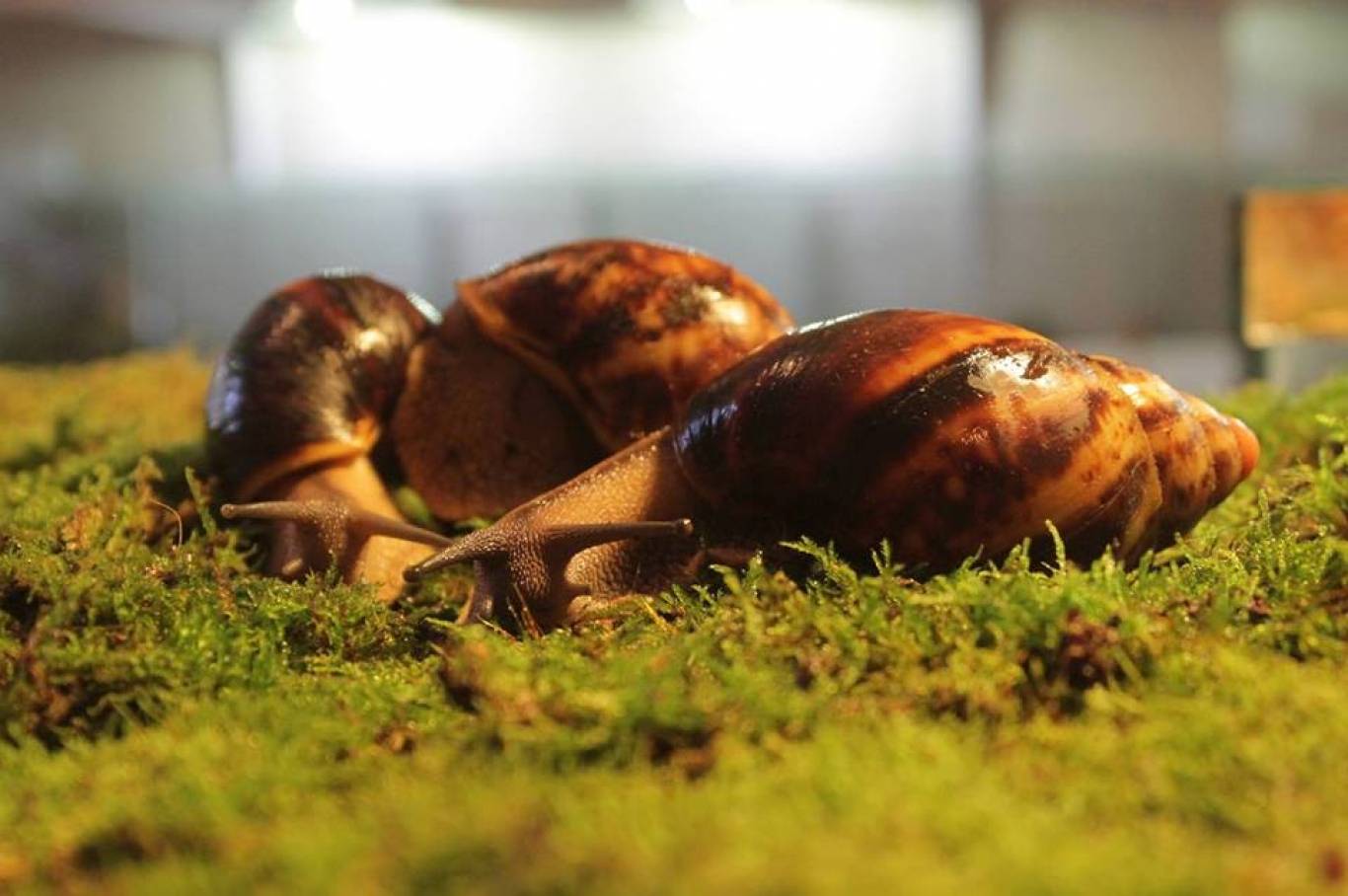 Будинок природи: Три виставки за один вхідний квиток