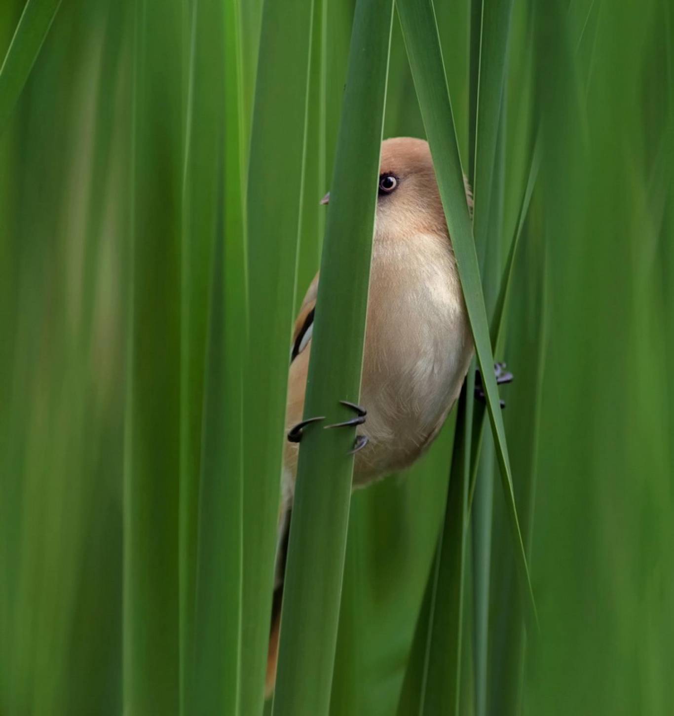 Синергія - Фотовиставка