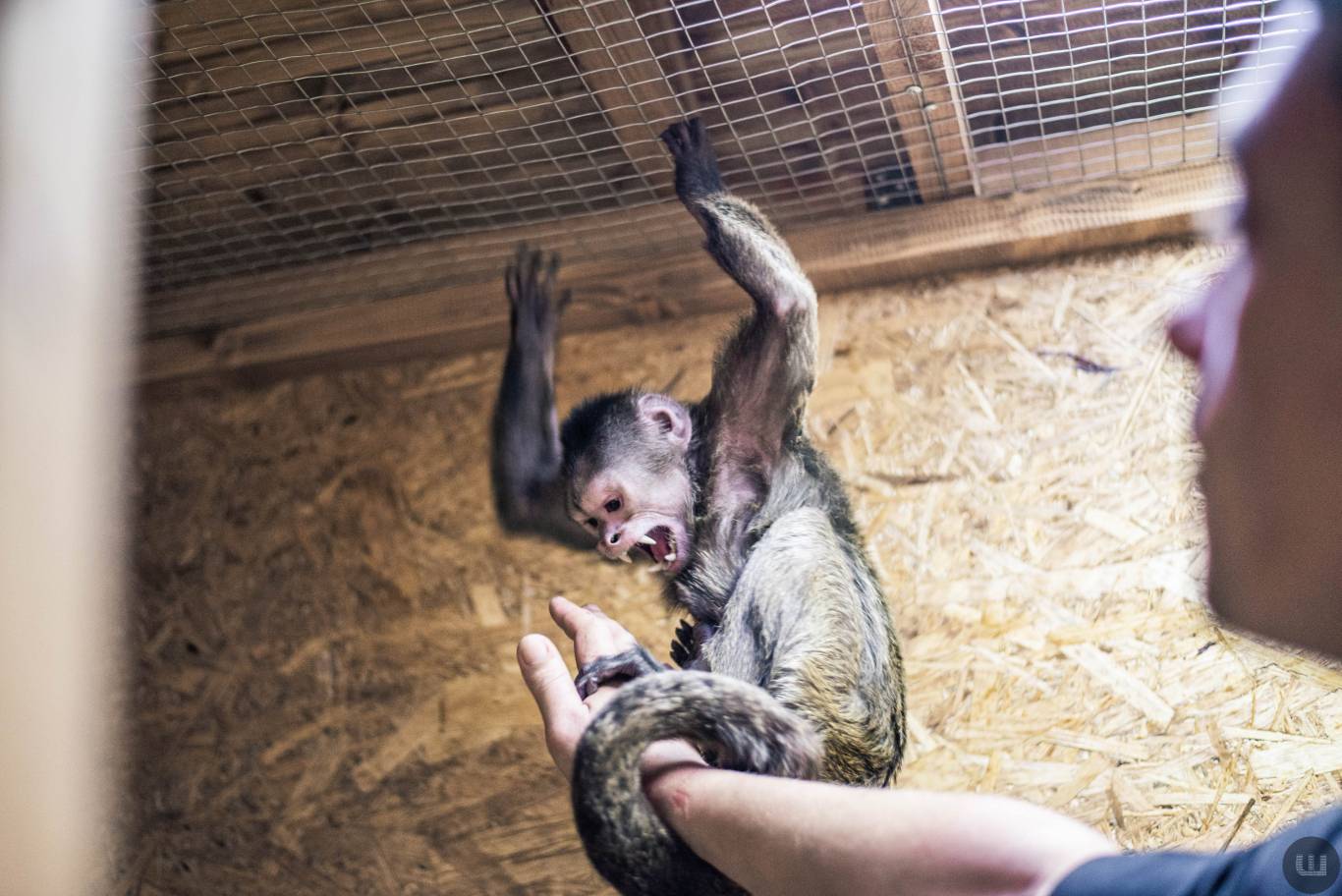 Zoo Світ контактна виставка мавпочок та їх друзів у Хмельницькому