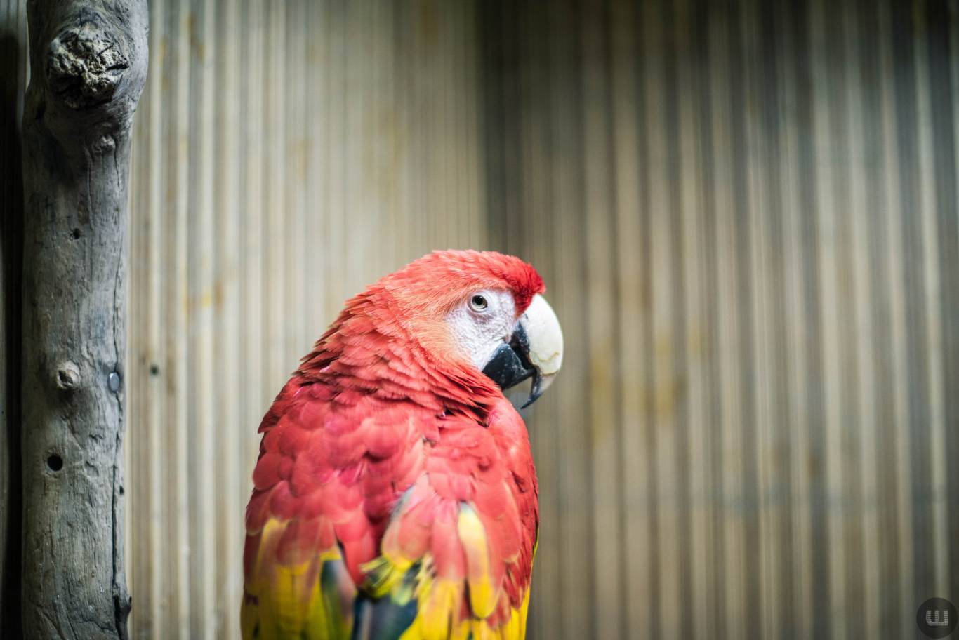Zoo Світ контактна виставка мавпочок та їх друзів у Хмельницькому