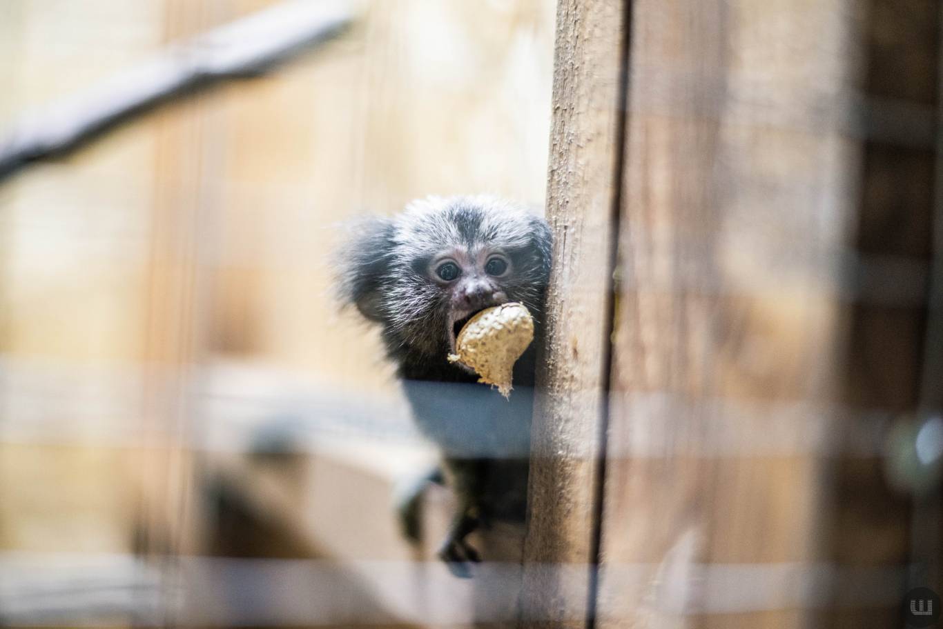 Zoo Світ контактна виставка мавпочок та їх друзів у Хмельницькому
