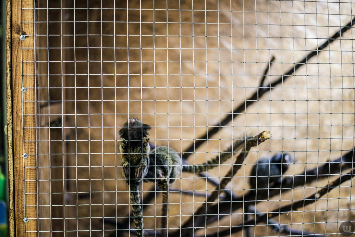 Zoo Світ контактна виставка мавпочок та їх друзів у Хмельницькому