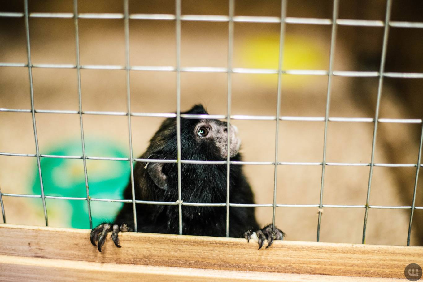 Zoo Світ контактна виставка мавпочок та їх друзів у Хмельницькому