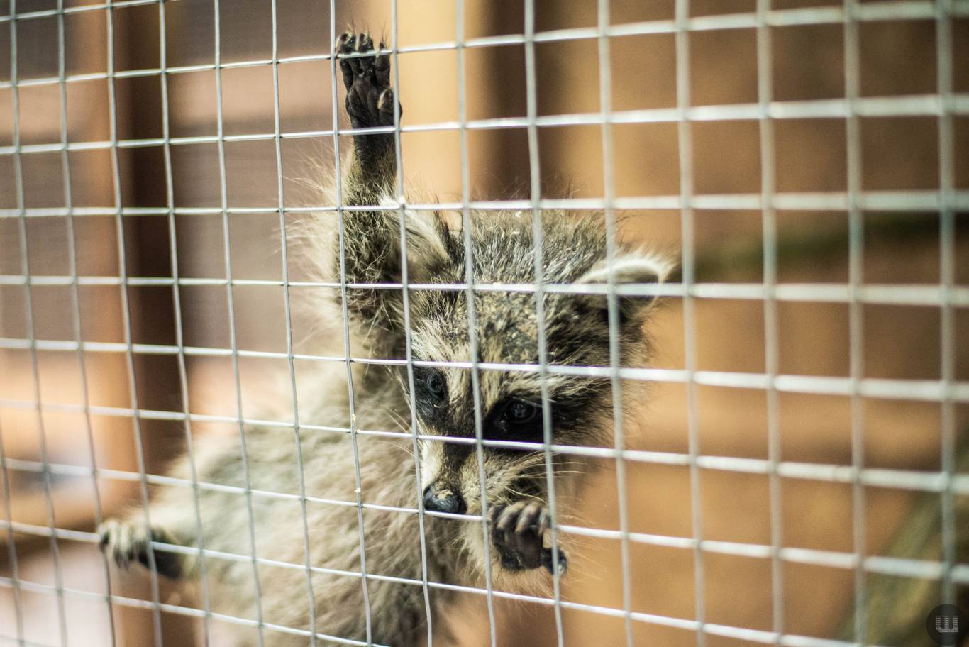 Zoo Світ контактна виставка мавпочок та їх друзів у Хмельницькому