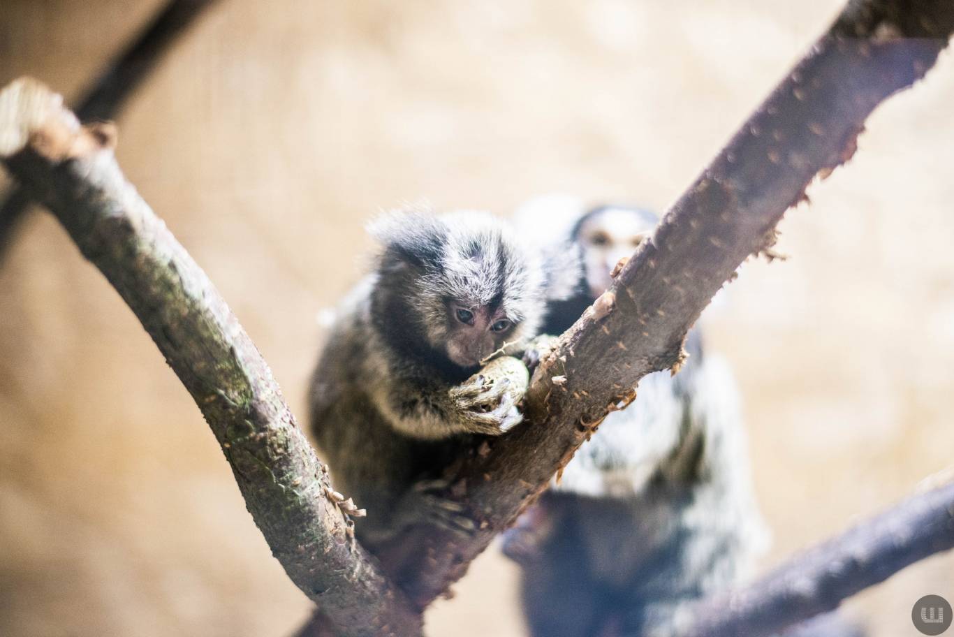 Zoo Світ контактна виставка мавпочок та їх друзів у Хмельницькому