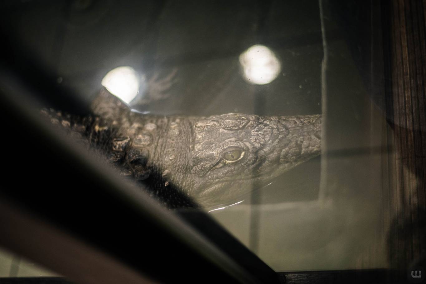 Zoo Світ контактна виставка мавпочок та їх друзів у Хмельницькому